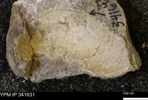 Scaphites sp.