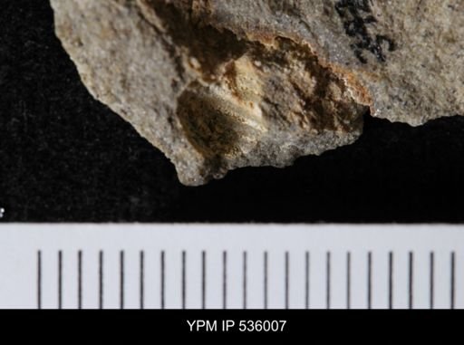 Goniobasis tenuicarinata