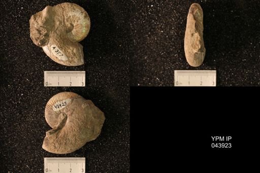 Hoploscaphites nicolletii