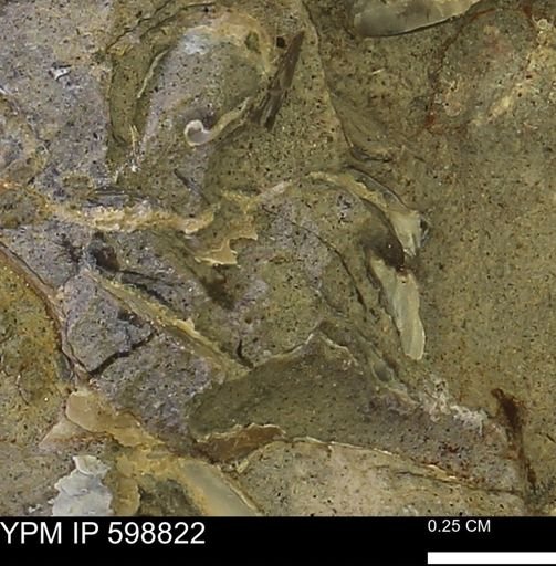 undet. Mollusca