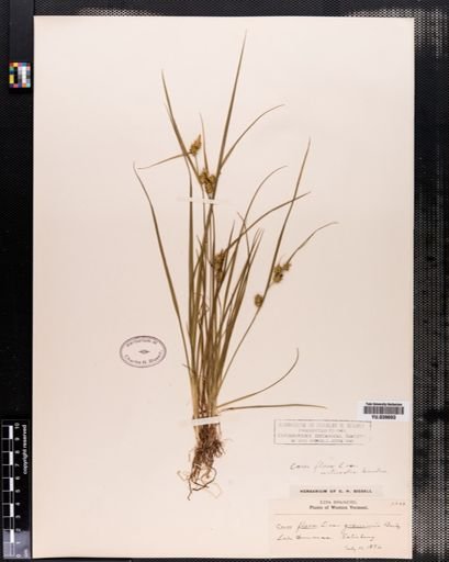 Carex flava