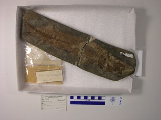 Esox lepidotus