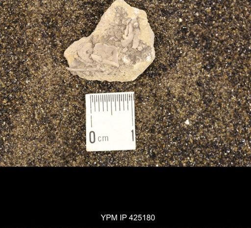 Chonetina flemingi var. plebeia