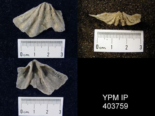 Macropleura macropleura
