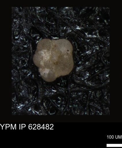 undet. Foraminiferida
