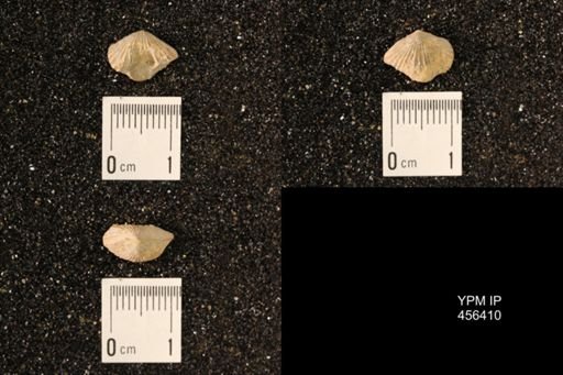 Platystrophia sp.