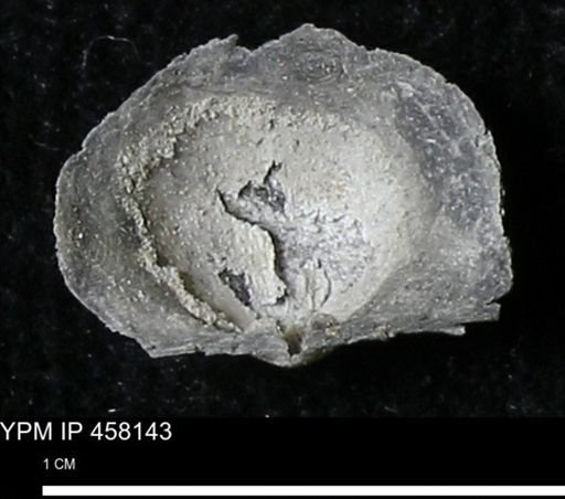 Chonetes mucronatus