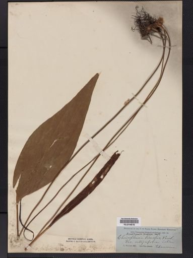 Cheiropleuria