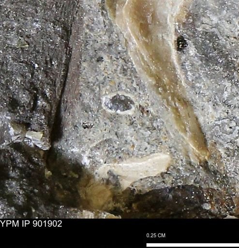 undet. Mollusca