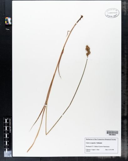 Carex scoparia