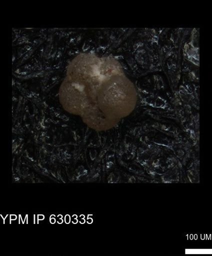 undet. Foraminiferida