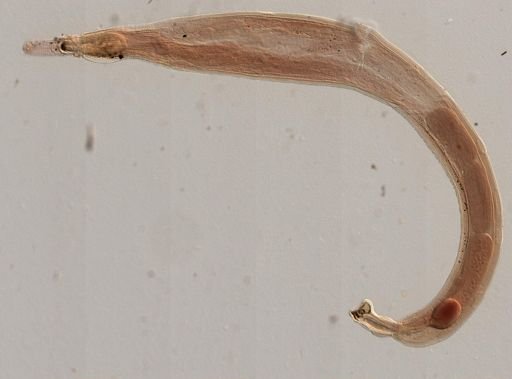 Platyhelminthes