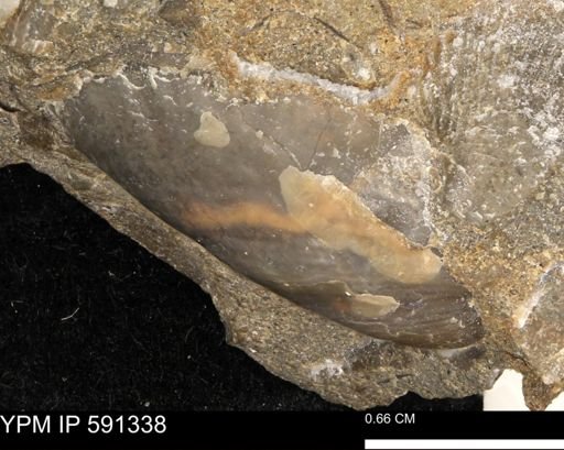 Phelopteria linguaeformis