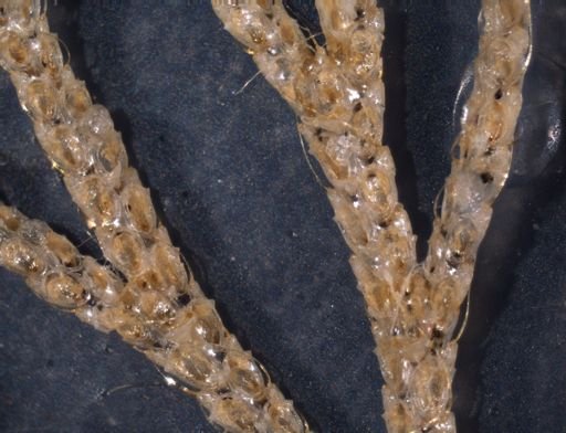 Licornia ferox