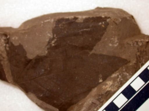 Angiospermopsida