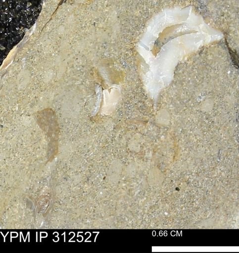 undet. Bivalvia