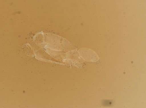 Idotea balthica