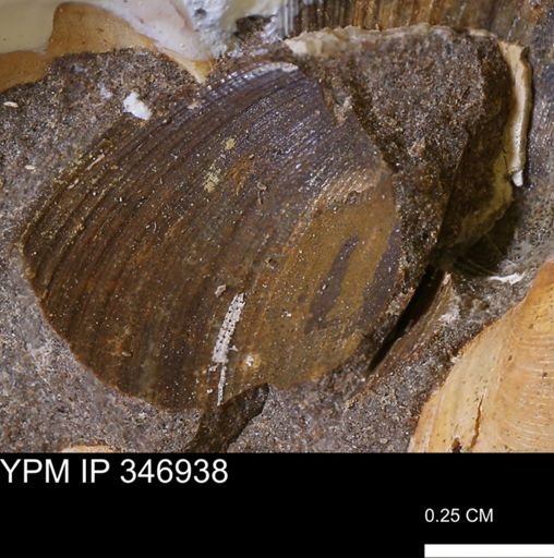 Limopsis striatopunctatus