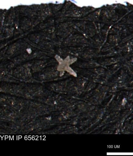 Porifera
