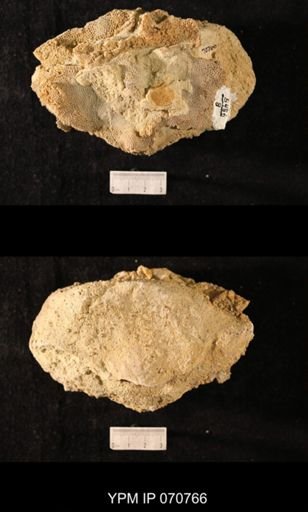 Favosites sp.
