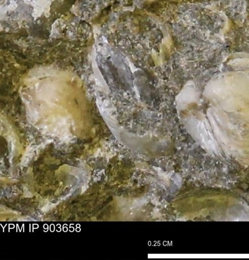 undet. Bivalvia