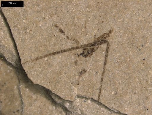 taxon undetermined