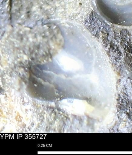undet. Bivalvia