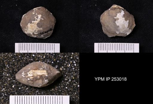 undet. Bivalvia