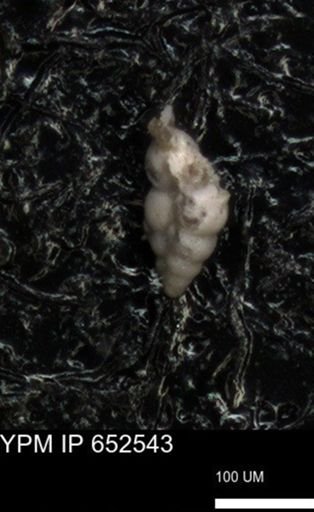 undet. Foraminiferida