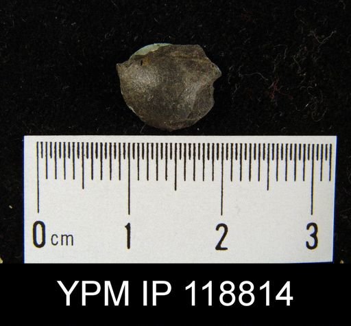 Chonetes tenuistriatus