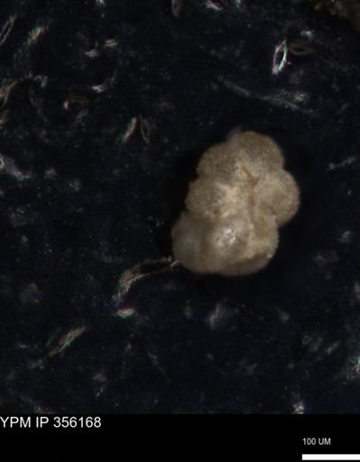 undet. Foraminiferida