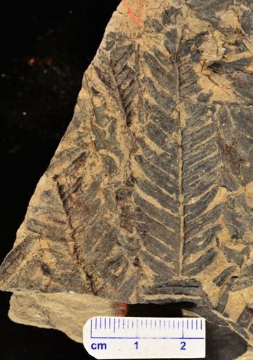 Calcaropteris boeselii