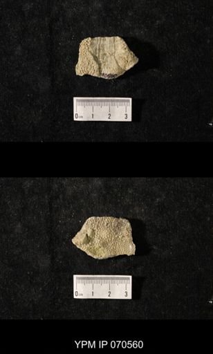 Favosites louisvillensis