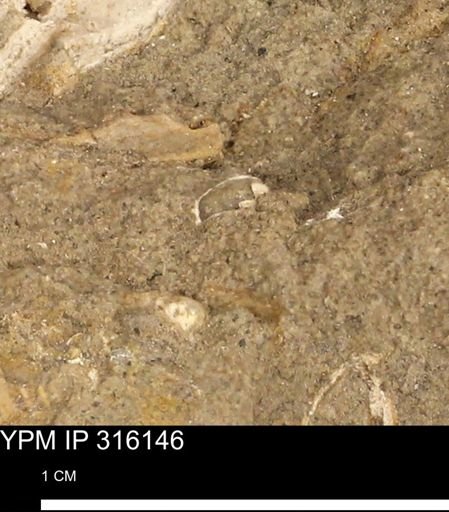 undet. Gastropoda