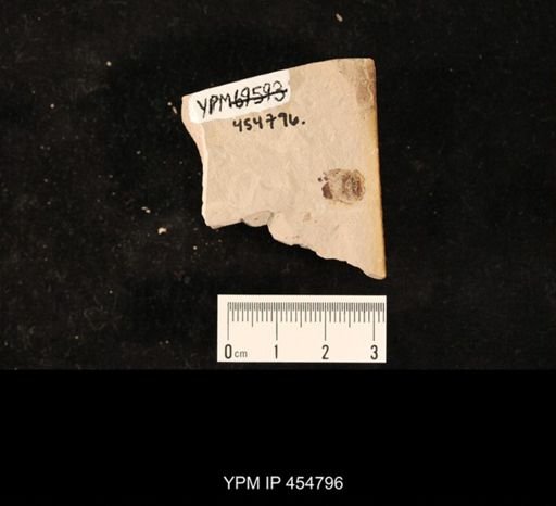 Hemiptera