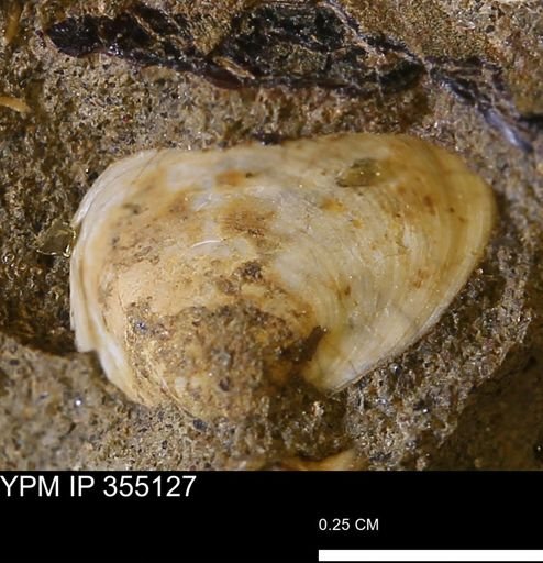 undet. Bivalvia