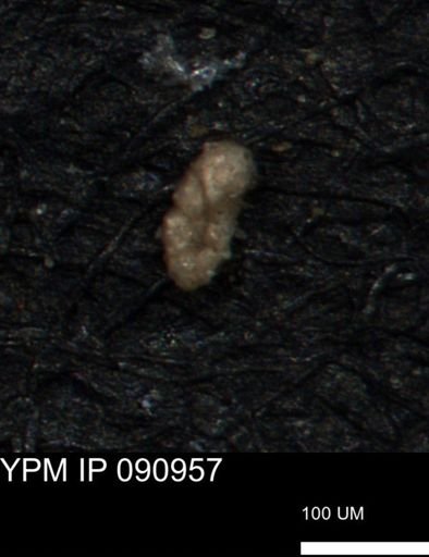 Alveolophragmium linki