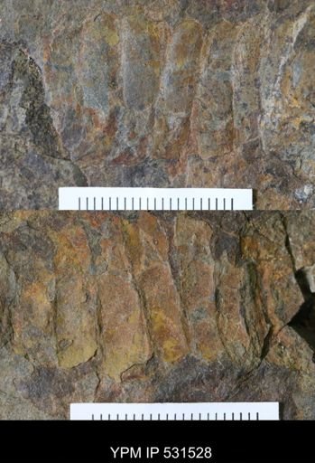 undet. Aglaspida