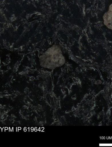 undet. Foraminiferida