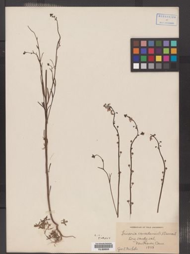 Linaria canadensis