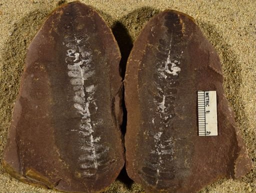 Pecopteris