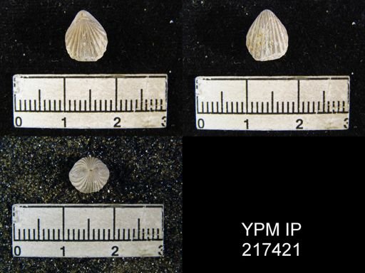 Hustedia mormoni