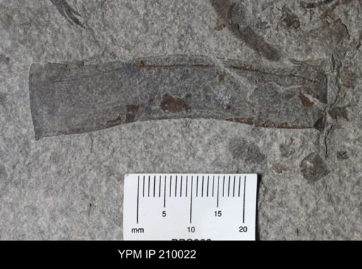 Eurypterida
