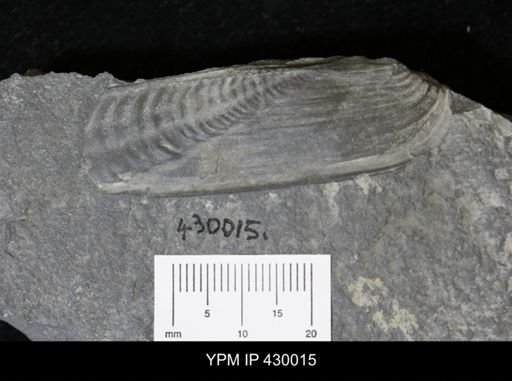 Orthonota undulata