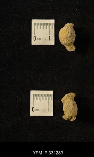 Pharkidonotus tricarinatus