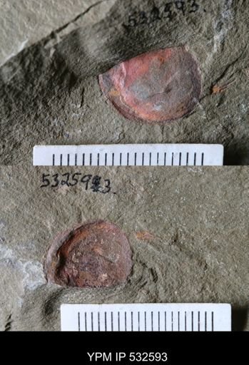 undet. Xiphosurida