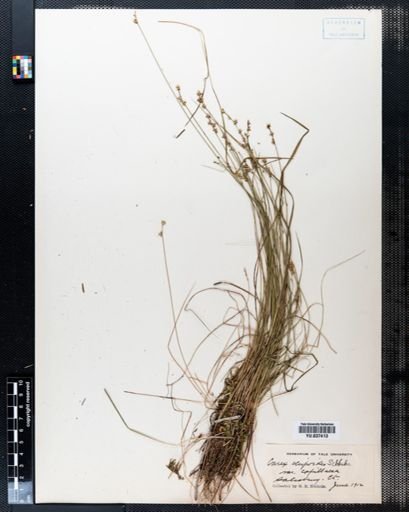 Carex scirpoidea