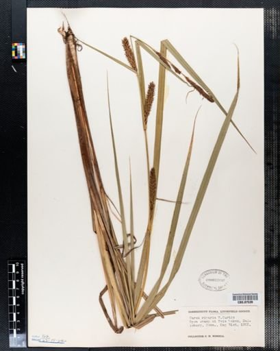 Carex riparia