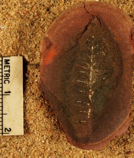 Pecopteris