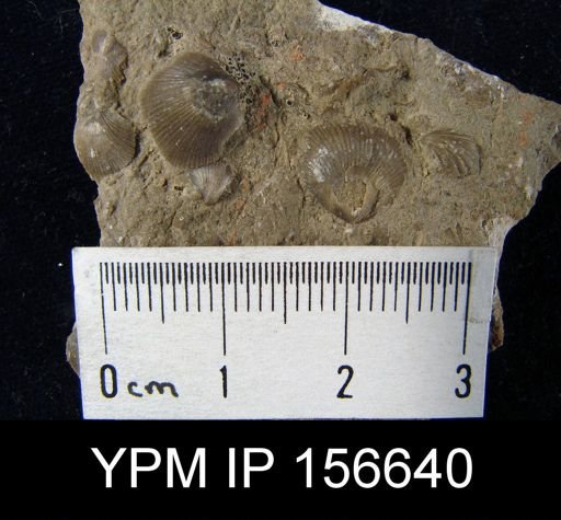 Catazyga headi anticostiensis
